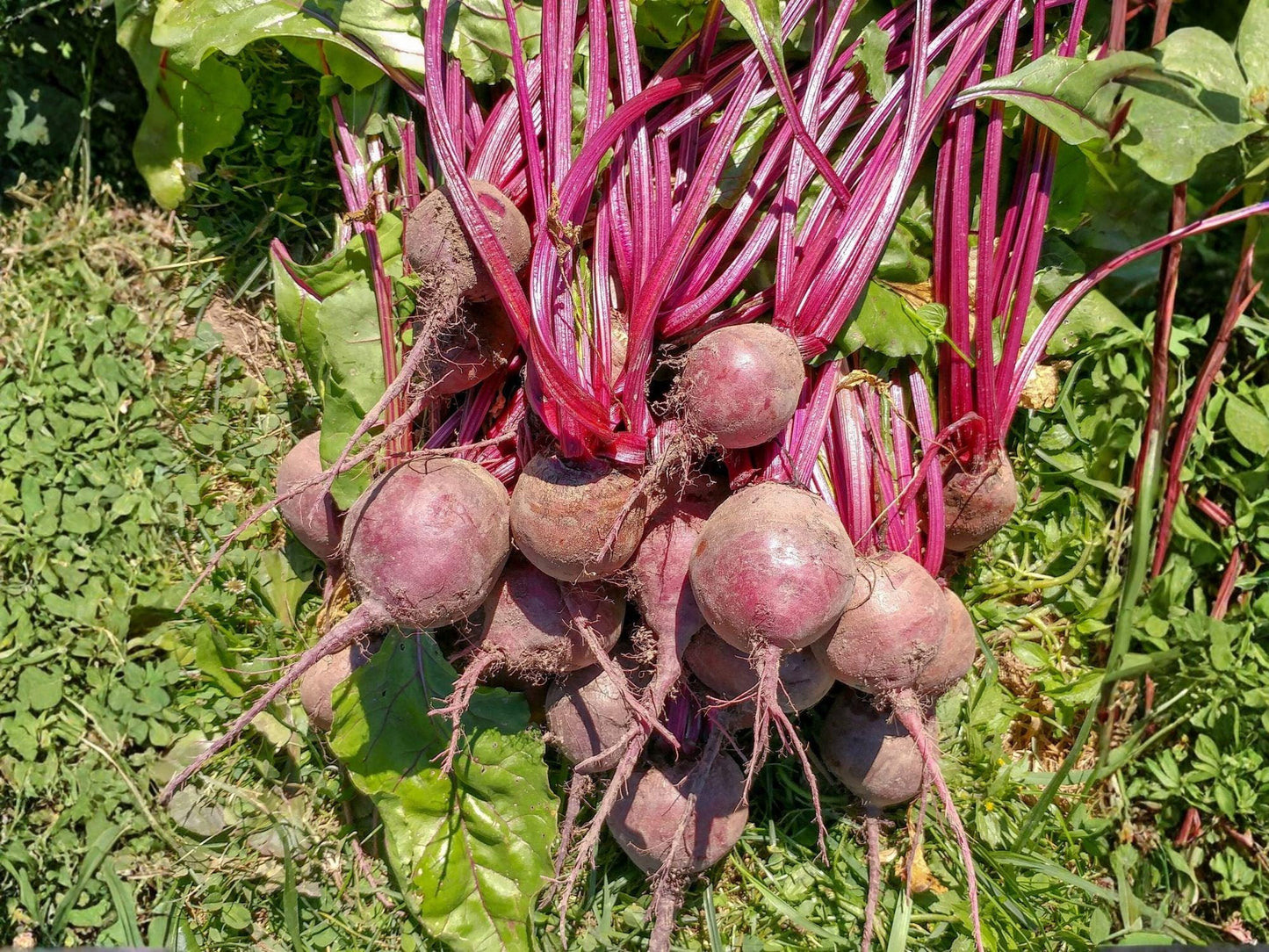 Detroit Dark Red Beet Seeds – Heirloom Beta vulgaris, 500 Seeds for Home Garden, Fresh Eating, Roasting, Pickling