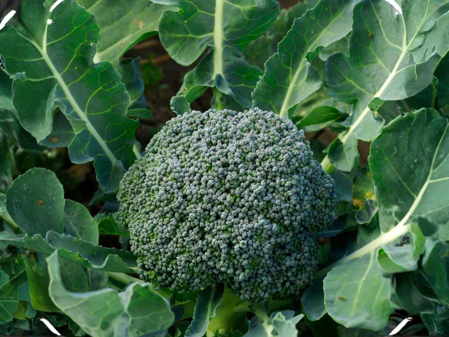 Di Cicco Broccoli Seeds – Heirloom Italian Sprouting Variety Brassica oleracea – Multiple Harvests, Tender Stalks, Early Maturity