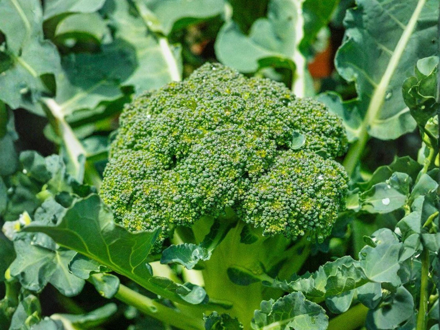 Heirloom Calabrese Broccoli Seeds – Green Sprouting Variety, 500 Seeds, Brassica oleracea, Italian Classic