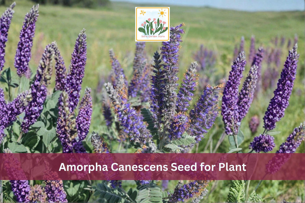 50 Lead Plant Seeds | Amorpha canescens Native Prairie Shrub with Purple Flowers | Drought Tolerant Perennial Seed