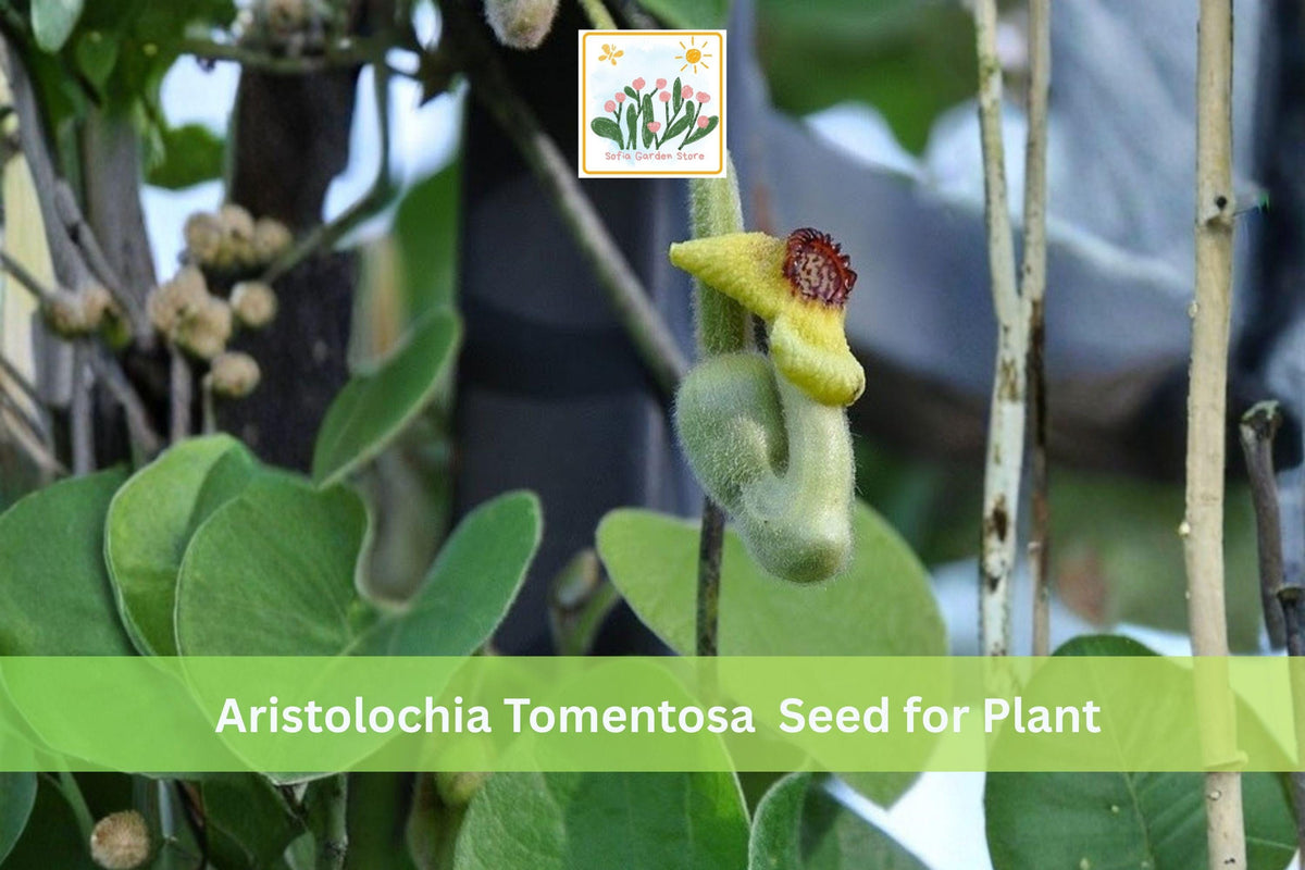 Dutchman’s Pipevine Seeds | Native Climbing Vine | Aristolochia tomentosa | Perennial Shade Garden Plant