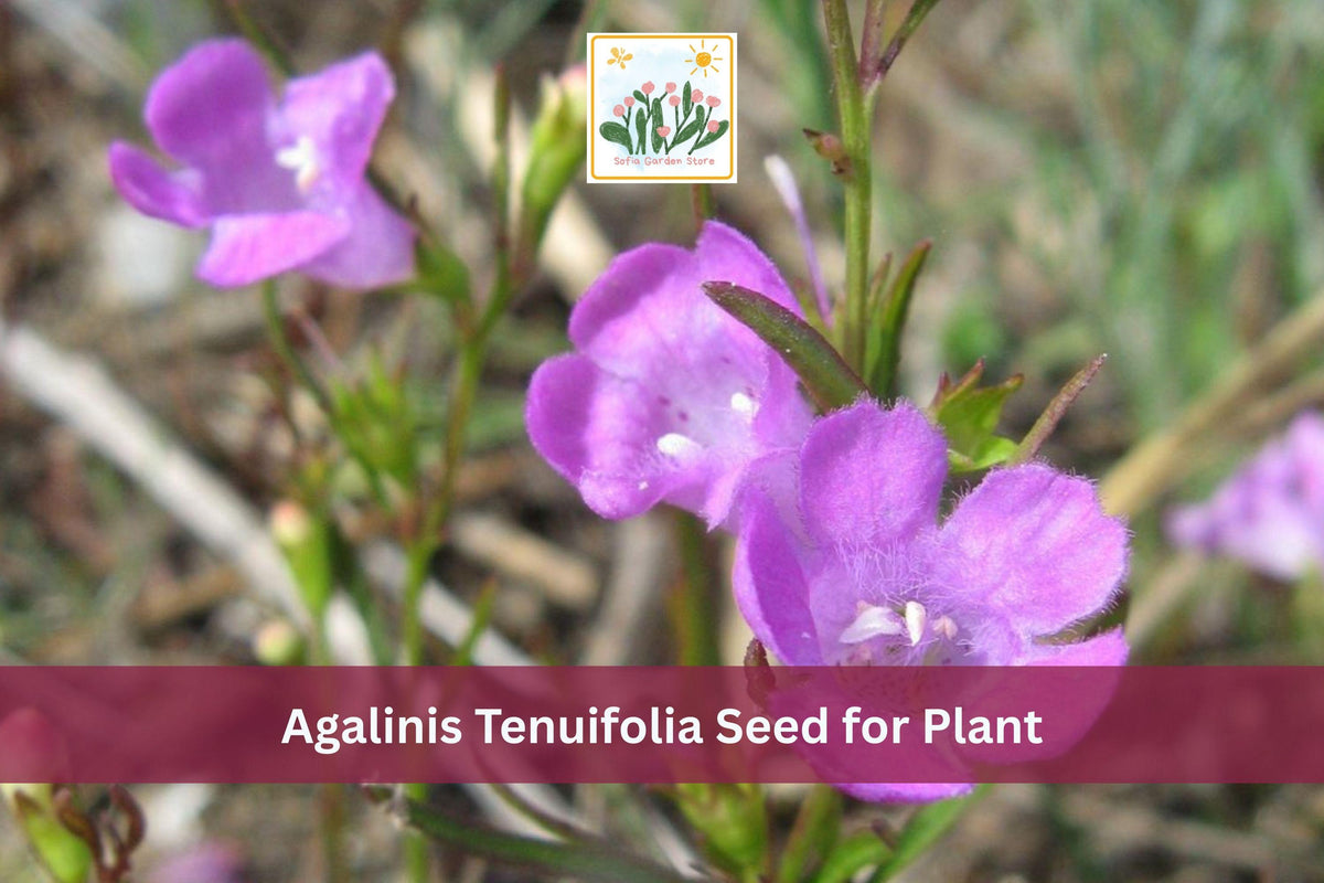 250 Seeds Slender False Foxglove Agalinis tenuifolia Native Pink Wildflower Meadow Annual