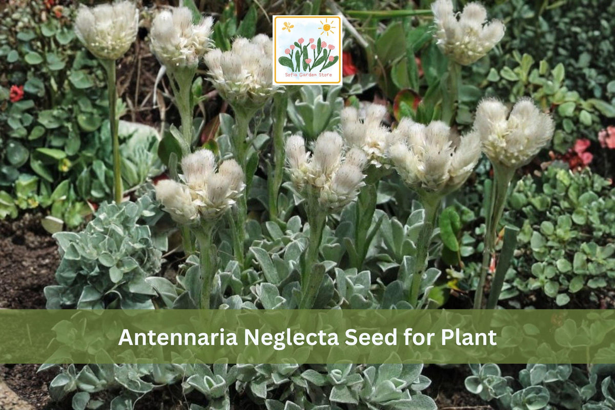 100 Prairie Pussytoes Seeds | Antennaria neglecta | Native Drought-Tolerant Groundcover for Prairie & Rock Gardens