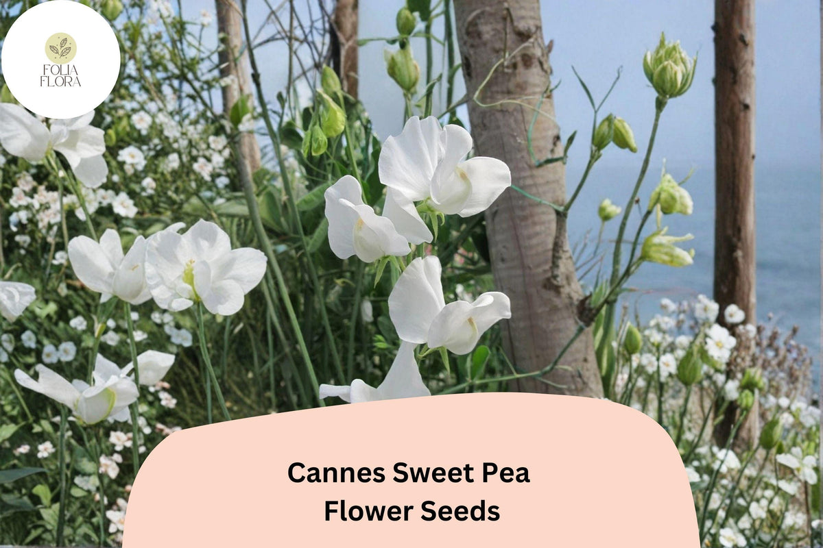Cannes Sweet Pea Seeds | Climbing Annual Flower Vine | Lathyrus odoratus | 50+ Seeds for Cottage Garden, Trellises