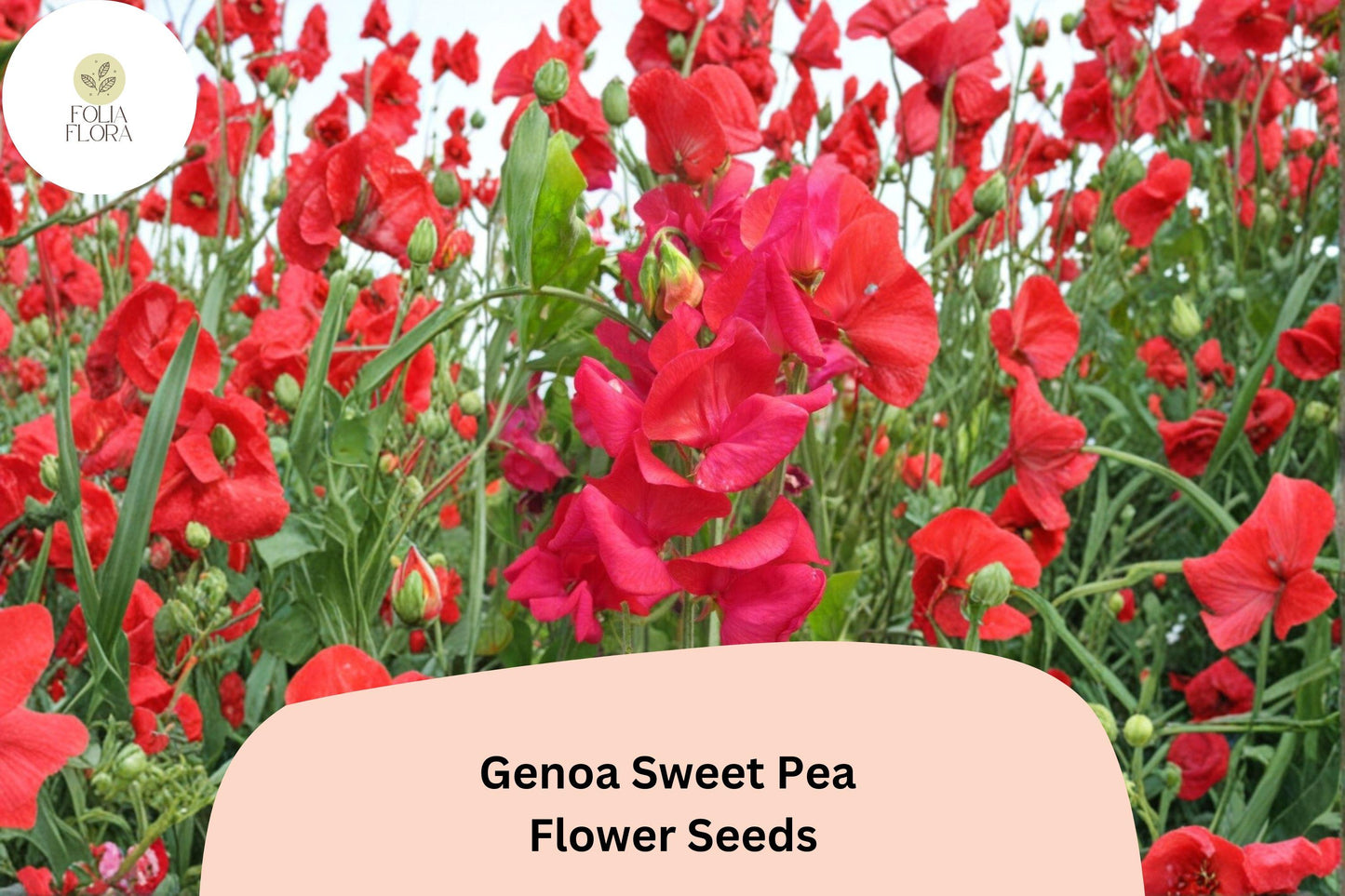 Genoa Sweet Pea Seeds | Climbing Annual Flower Vine | Lathyrus odoratus | Cottage Garden, Trellis, Fence