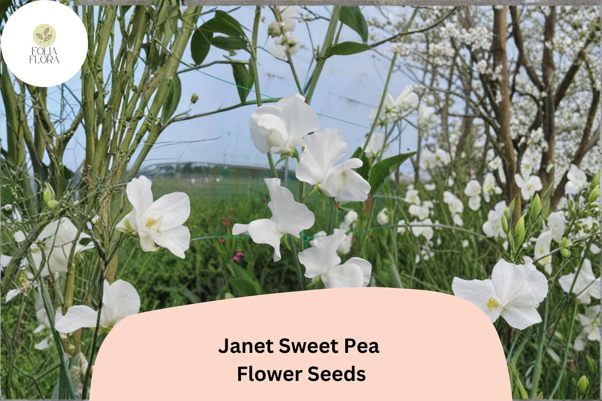Janet Sweet Pea Seeds | White Climbing Flower Vine | Lathyrus odoratus | Ornamental Garden Plant