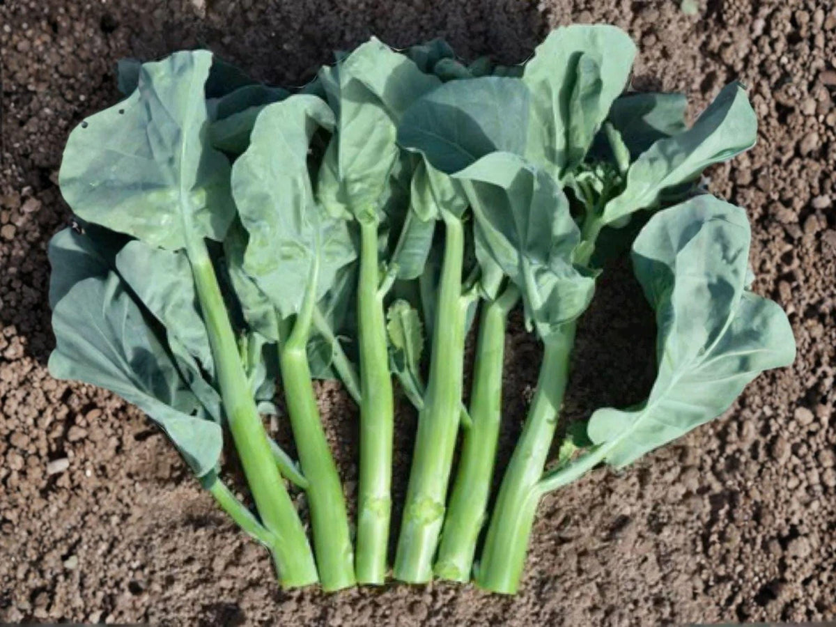 Wan Shen Kailan Gai Lan Seeds – Chinese Broccoli, Asian Green Vegetable, Home Garden, 300 Seeds
