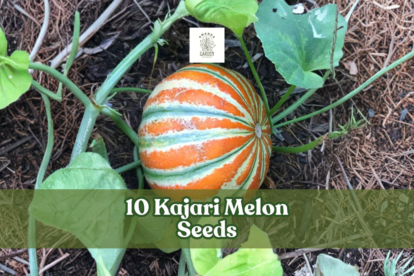 10 Kajari Melon Seeds – Exotic Heirloom Fruit Seeds with Striped Skin – Cucumis melo
