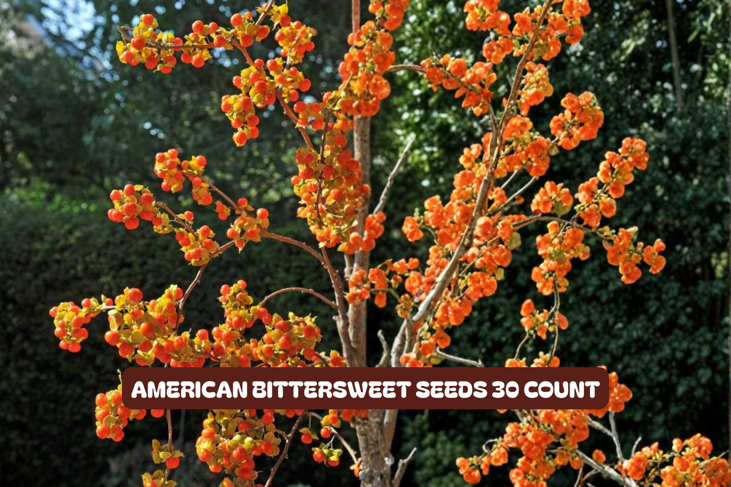 American Bittersweet Seeds 10 Pack - Celastrus scandens Climbing Vine for Garden, Landscape, Autumn Color