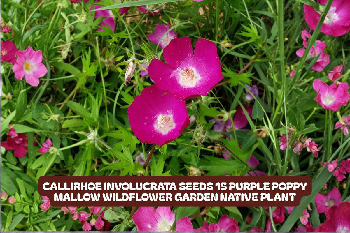 Callirhoe involucrata Seeds 15 Pack Purple Poppy Mallow Wildflower Native Plant for Garden, Ground Cover