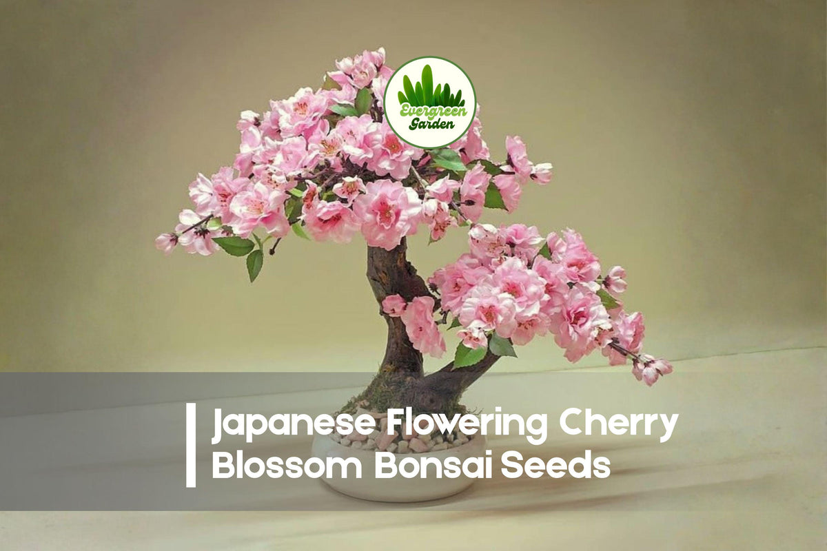 Japanese Cherry Blossom Bonsai Seeds – 10 Pink Flowering Prunus Species for Bonsai & Ornamental Gardening