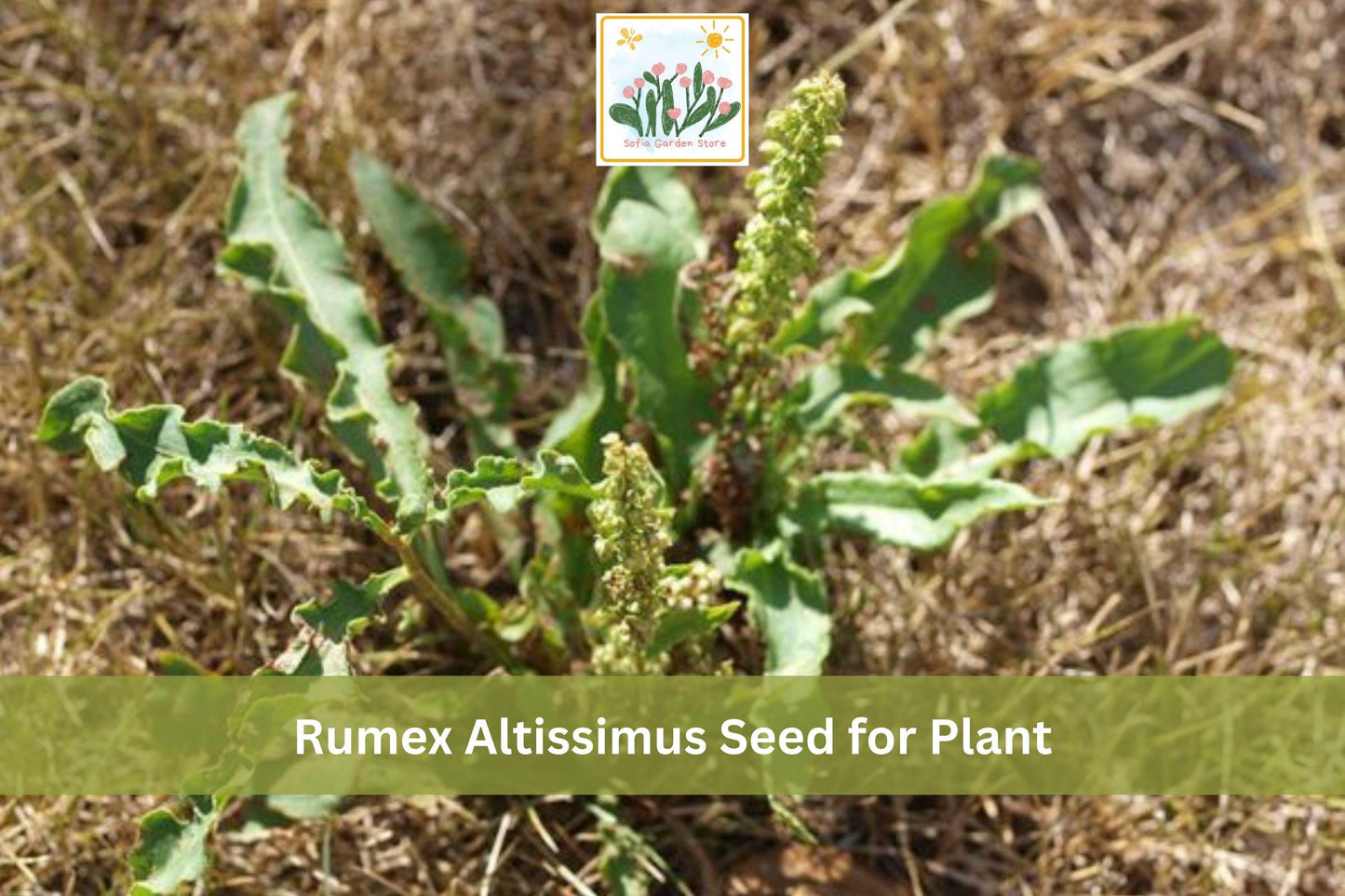 100 Pale Dock Seeds Rumex altissimus Native Tall Perennial Prairie & Woodland Edge Plant