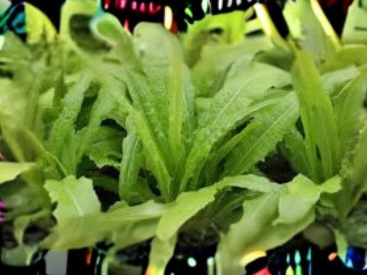 Asparagus Lettuce Seeds | Celtuce, New Yu Mai, Asian Vegetable | 200 Seeds