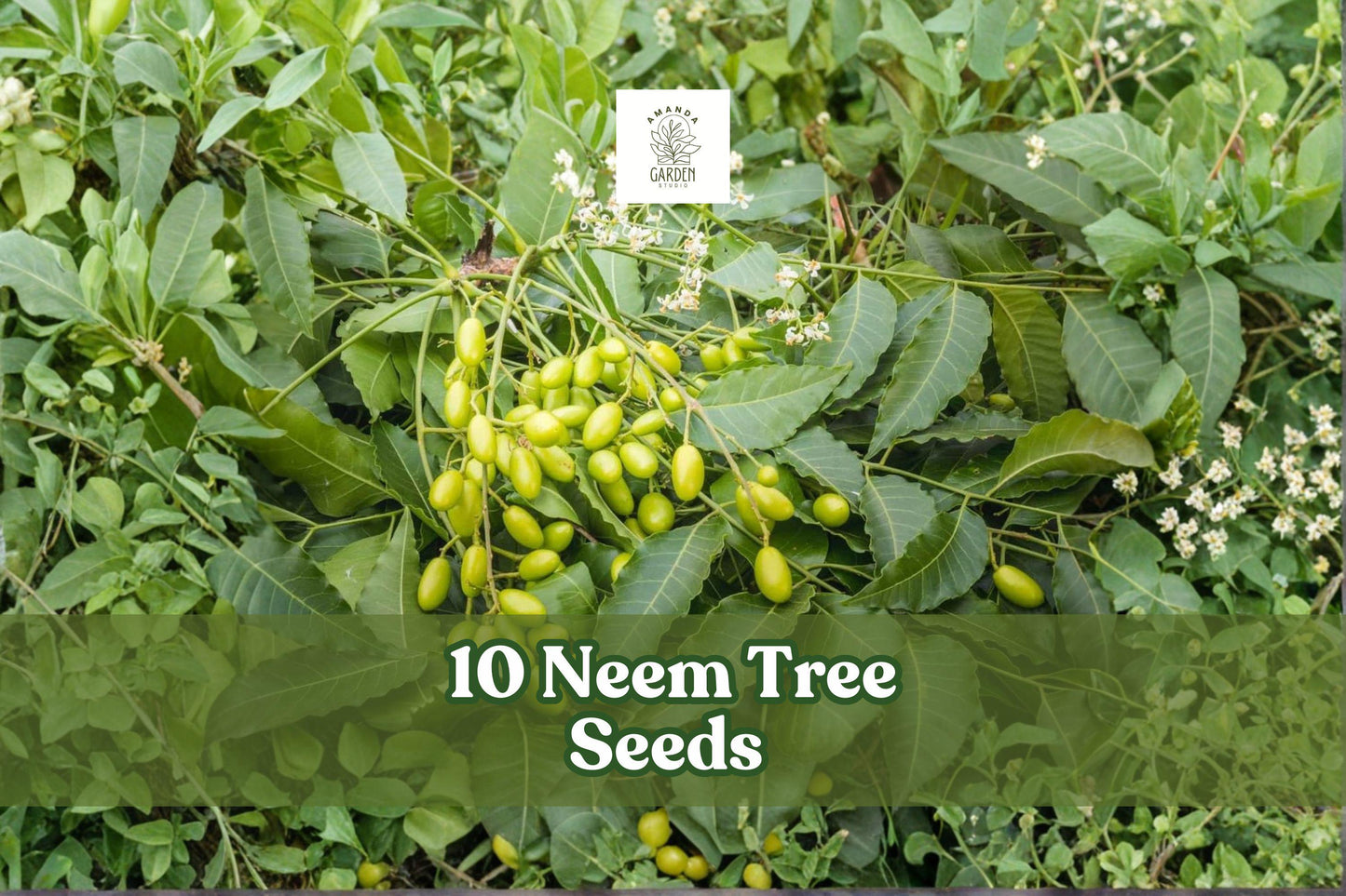 Neem Tree Seeds for Planting, Azadirachta indica, Tropical Evergreen Shade, Fast-Growing Landscape Tree, 10 Seeds