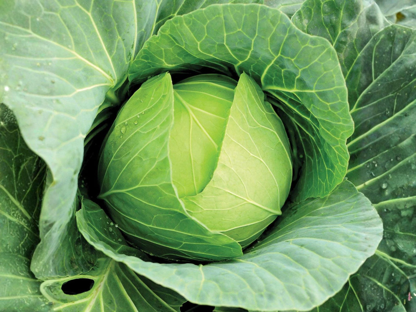 Copenhagen Market Cabbage Seeds – Heirloom Green Vegetable Seeds for Large, Cold Hardy Heads, Open-Pollinated, 500 Seeds