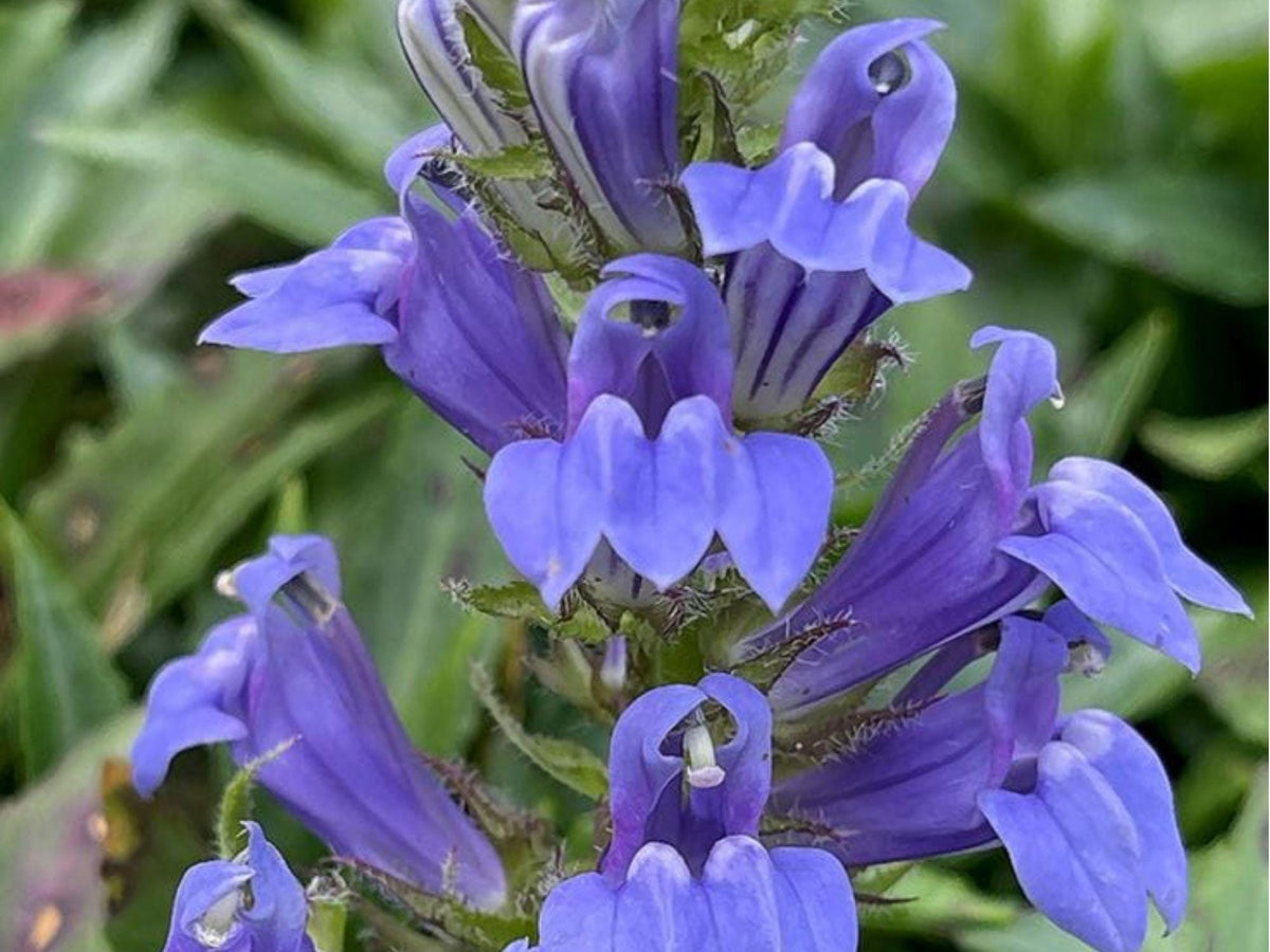 Great Blue Lobelia Seeds – 500 Native Wildflower Seeds for Moist Soil, Pollinator Garden, Lobelia siphilitica