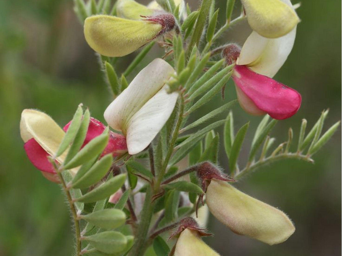 Goat’s Rue Seeds – 10 Native Wildflower Seeds for Dry Soils – Drought-Tolerant Pollinator Plant – Tephrosia virginiana