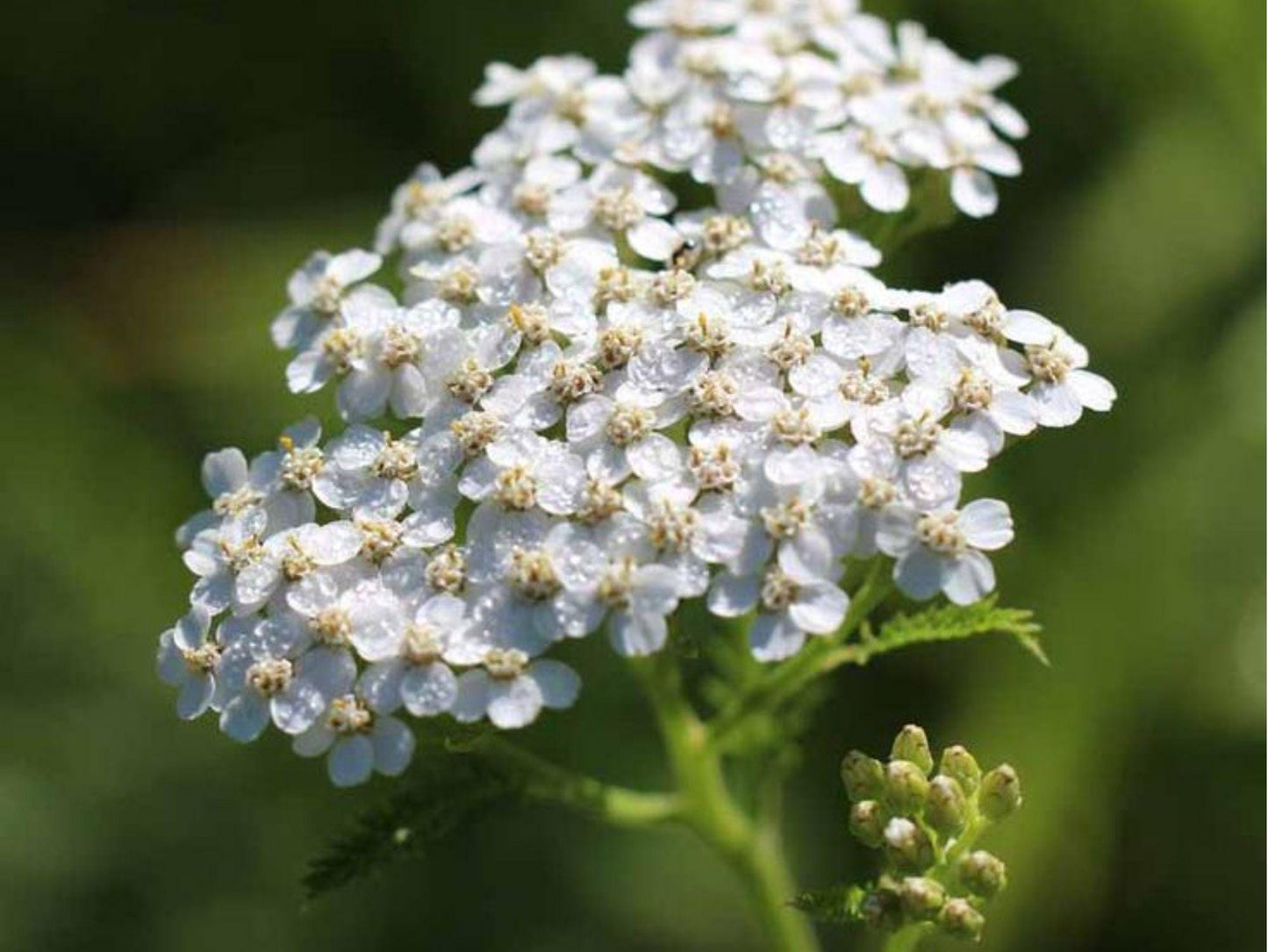 Western Yarrow Seeds – Achillea millefolium occidentalis, Drought-Tolerant Native Groundcover, Pollinator Magnet, 500 Seeds