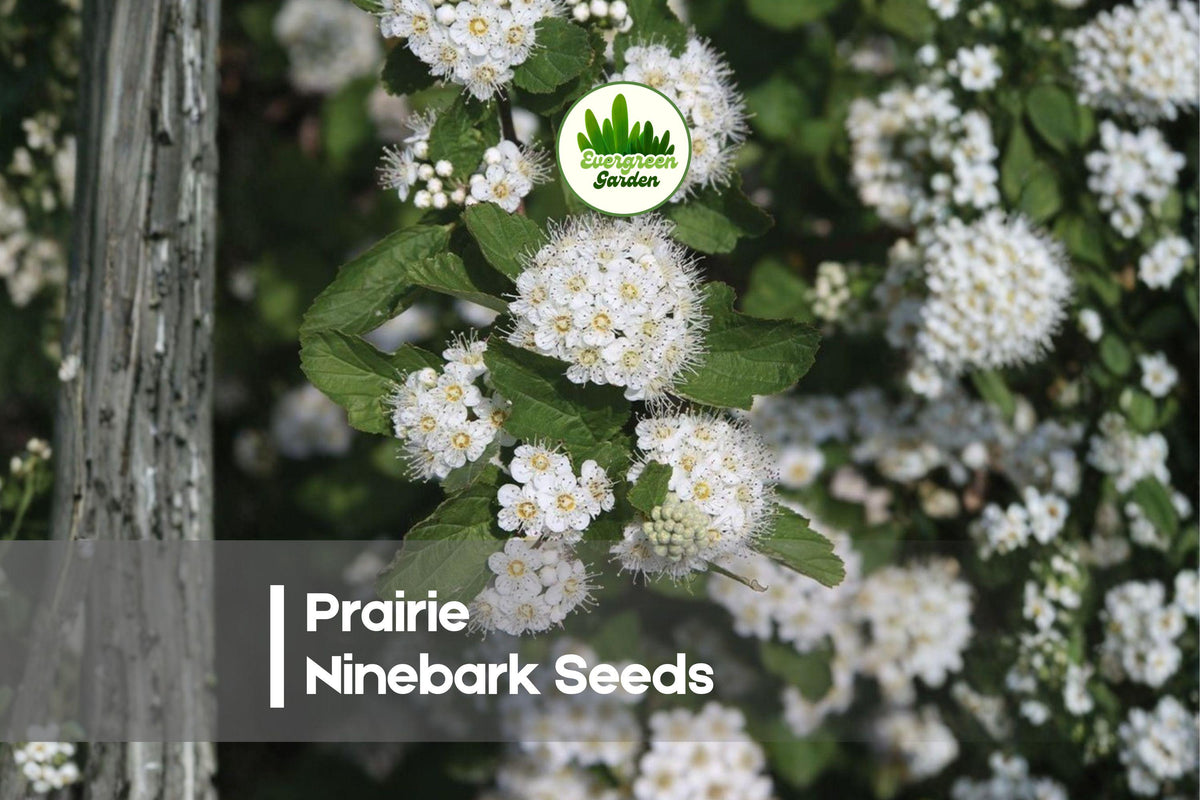 Prairie Ninebark Seeds, Native Shrub, Deciduous, Physocarpus opulifolius, Erosion Control, Wildlife Garden, Hedging Plant