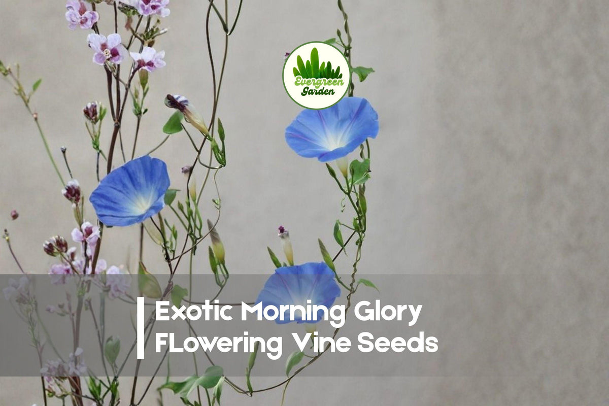 Exotic Morning Glory Vine Seeds – 50 Fast-Growing Climbing Ipomoea Flowers for Fences, Trellises & Vertical Gardens
