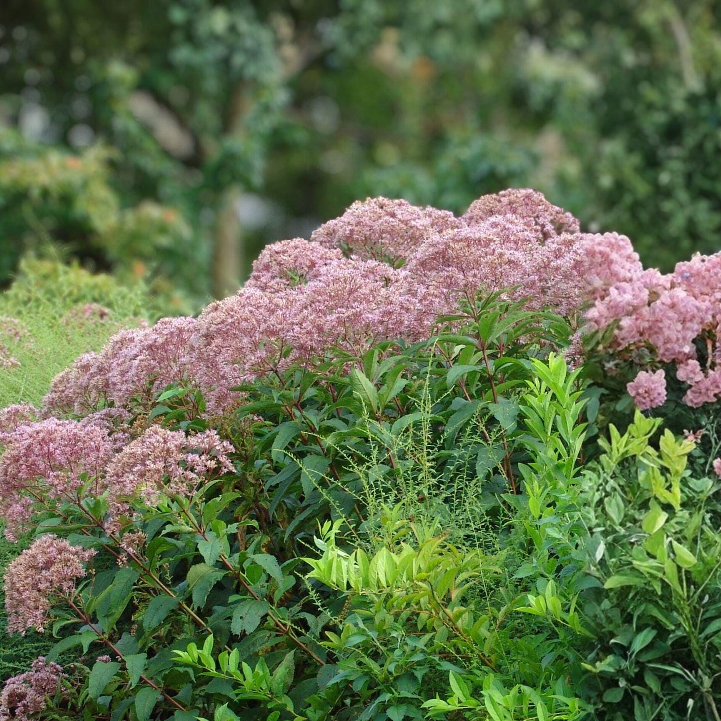 Hollow Joe Pye Weed Seeds 100 Eutrochium fistulosum Native Perennial Pollinator Plant for Meadows & Rain Gardens