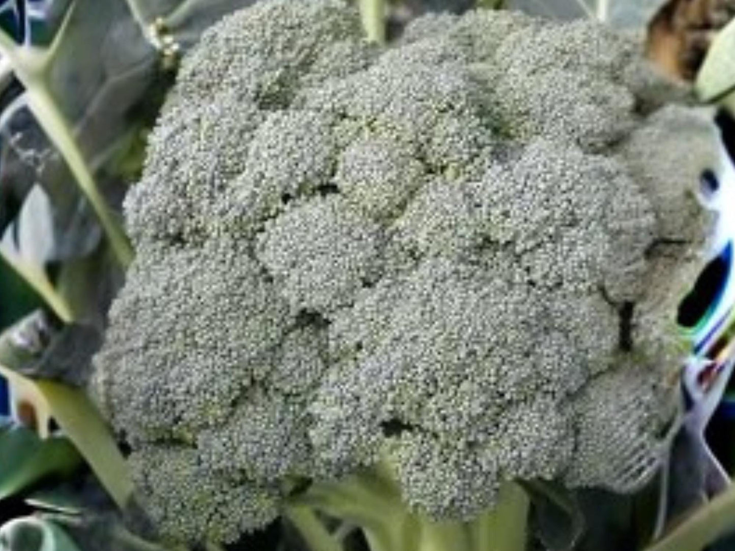 Waltham 29 Broccoli Seeds | Heirloom, Cold Hardy, Large Heads | Annual Vegetable for Spring & Fall Gardens