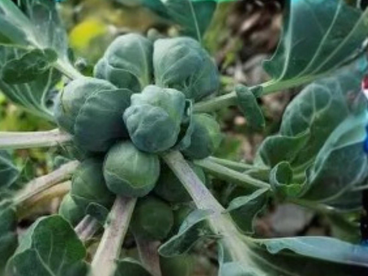 Catskill Brussels Sprouts Seeds – Heirloom Cold Hardy Compact Vegetable for Fall Harvest, 500 Seeds