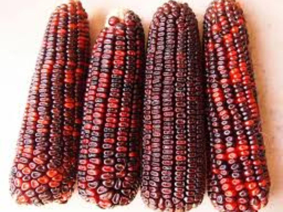 Bloody Butcher Corn Seeds – Heirloom Red Kernel Grain, Flour, Roasting, Decorative – Zea mays