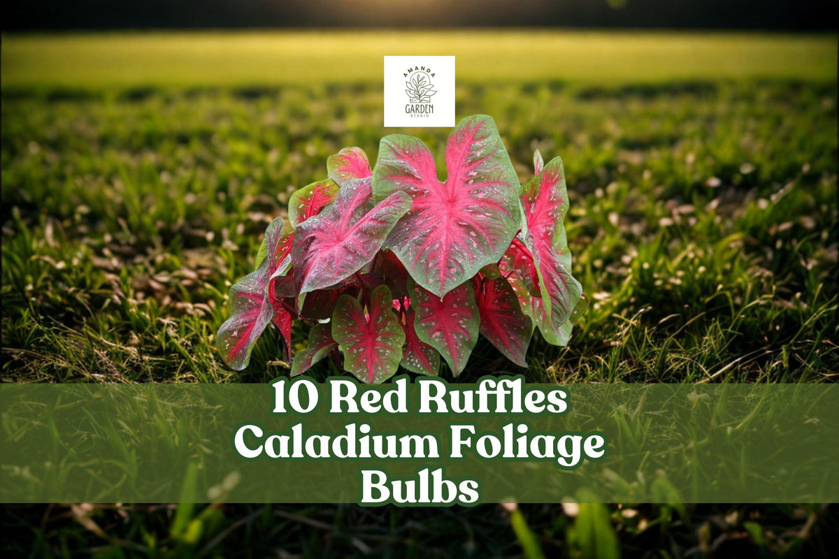 10 Red Ruffles Caladium Bulbs – Tropical Foliage Plant with Ruffled Red Leaves, Caladium bicolor for Shade Gardens & Containers