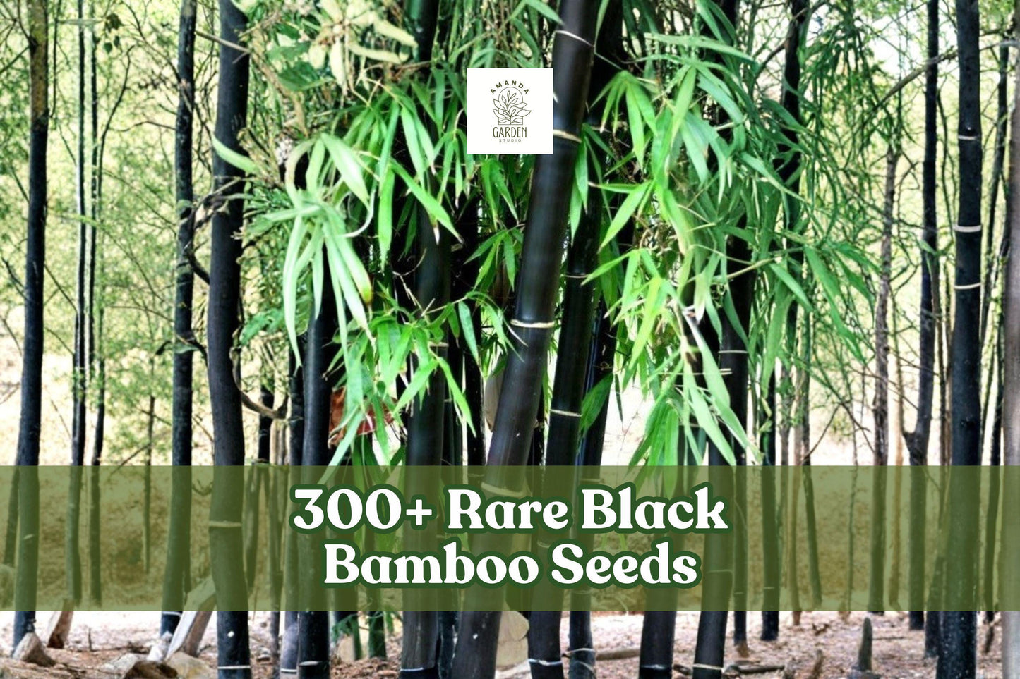 300+ Black Bamboo Seeds | Phyllostachys nigra | Exotic Ornamental Fast-Growing Bamboo for Landscaping