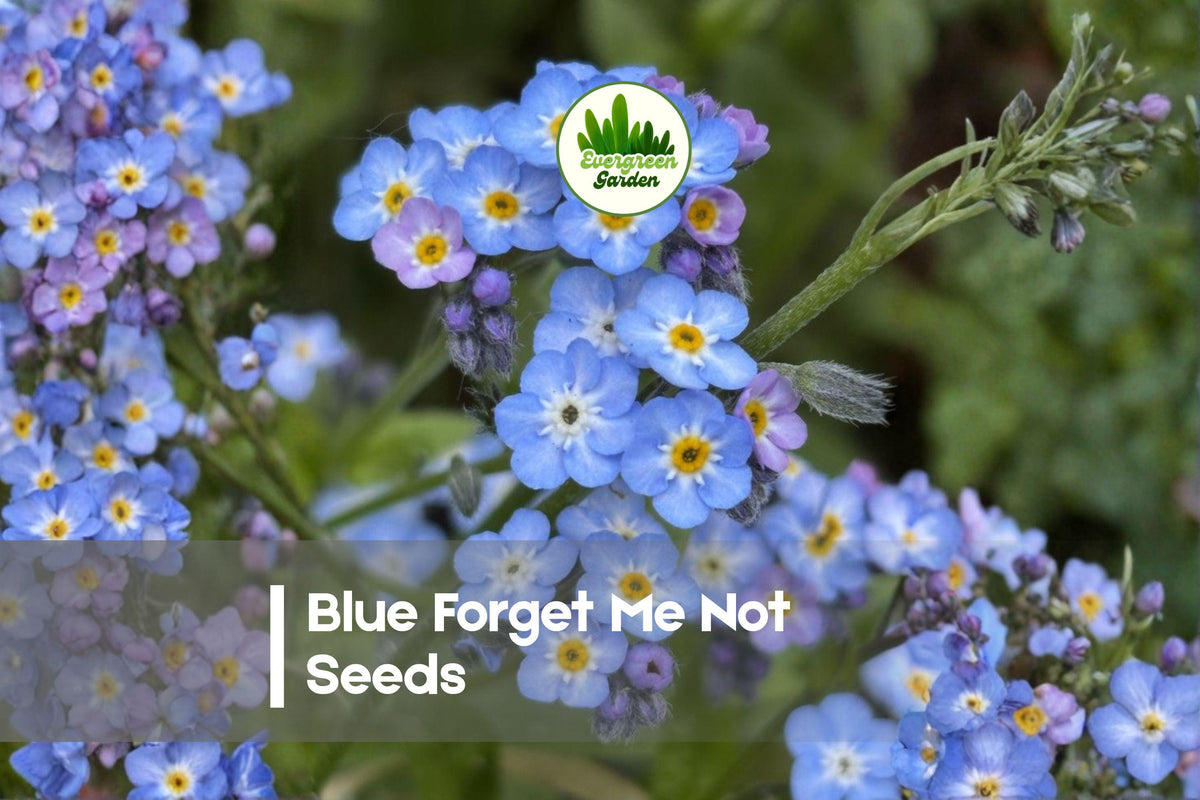 5,000 Blue Forget-Me-Not Seeds | Wildflower, Ground Cover, Cottage Garden | Myosotis sylvatica