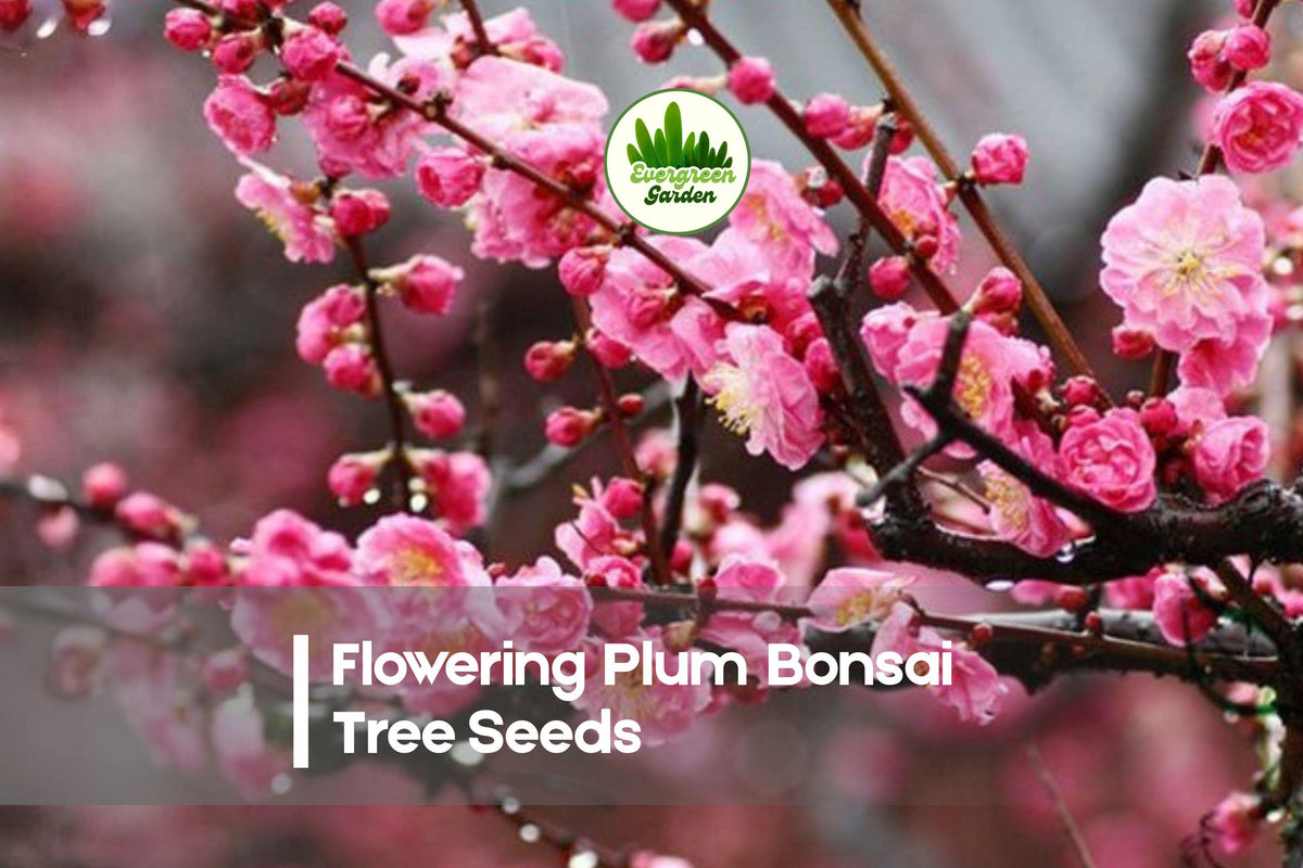 Flowering Plum Bonsai Tree Seeds - Prunus triloba, Pink Flowers, Ornamental, Bonsai & Container Growing, Decorative Tree Seeds