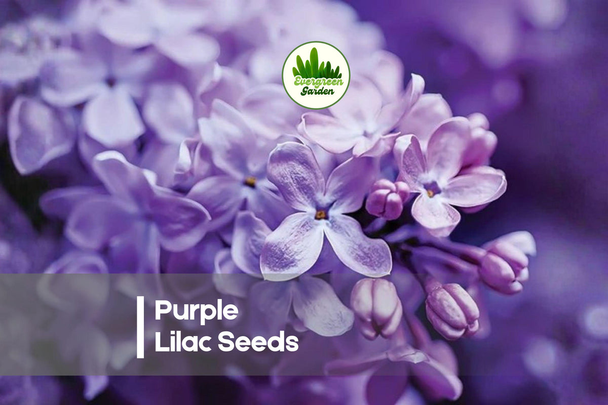100 Purple Lilac Seeds - Syringa vulgaris, Fragrant Flowering Shrub for Landscaping, Bonsai & Garden Beds