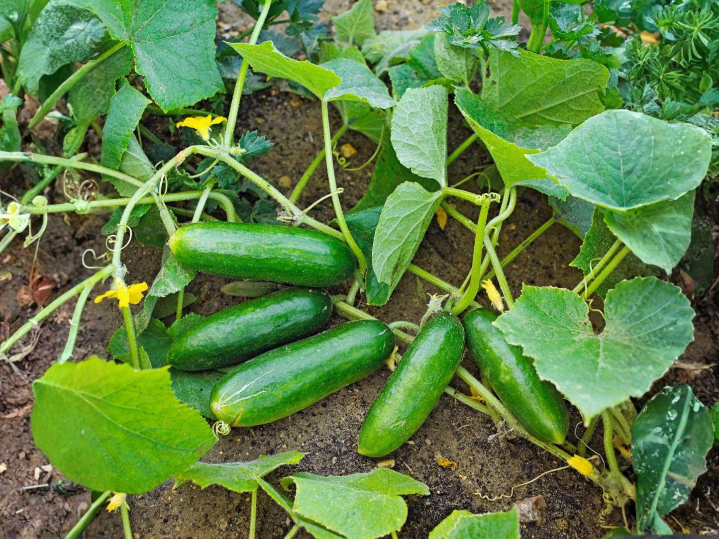 Spacemaster 80 Cucumber Seeds – Compact Container Variety, Heirloom, Slicing Cucumbers for Small Gardens & Patio Growing