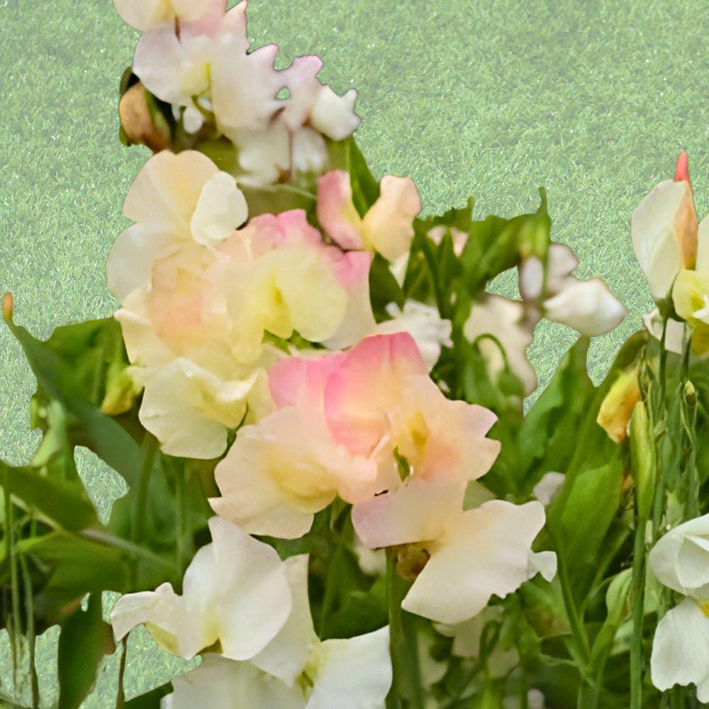 Mollie Rilstone Sweet Pea Seeds – Fragrant Climbing Flowers for Garden, Trellis & Containers – Lathyrus odoratus