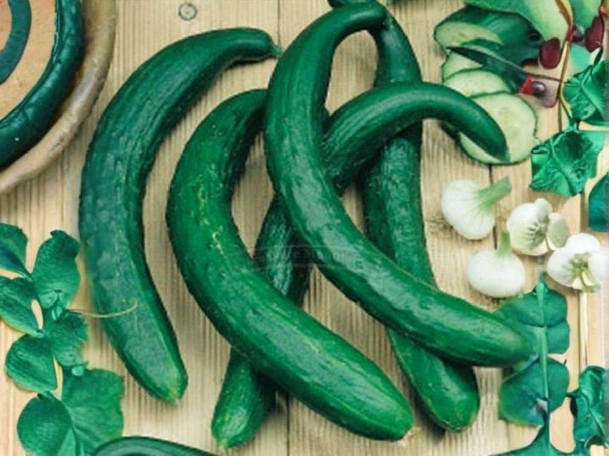 Chinese Snake Cucumber Seeds – 10 Vegetable Seeds, Extra Long Curved Fruit, Asian Garden, Cucumis sativus