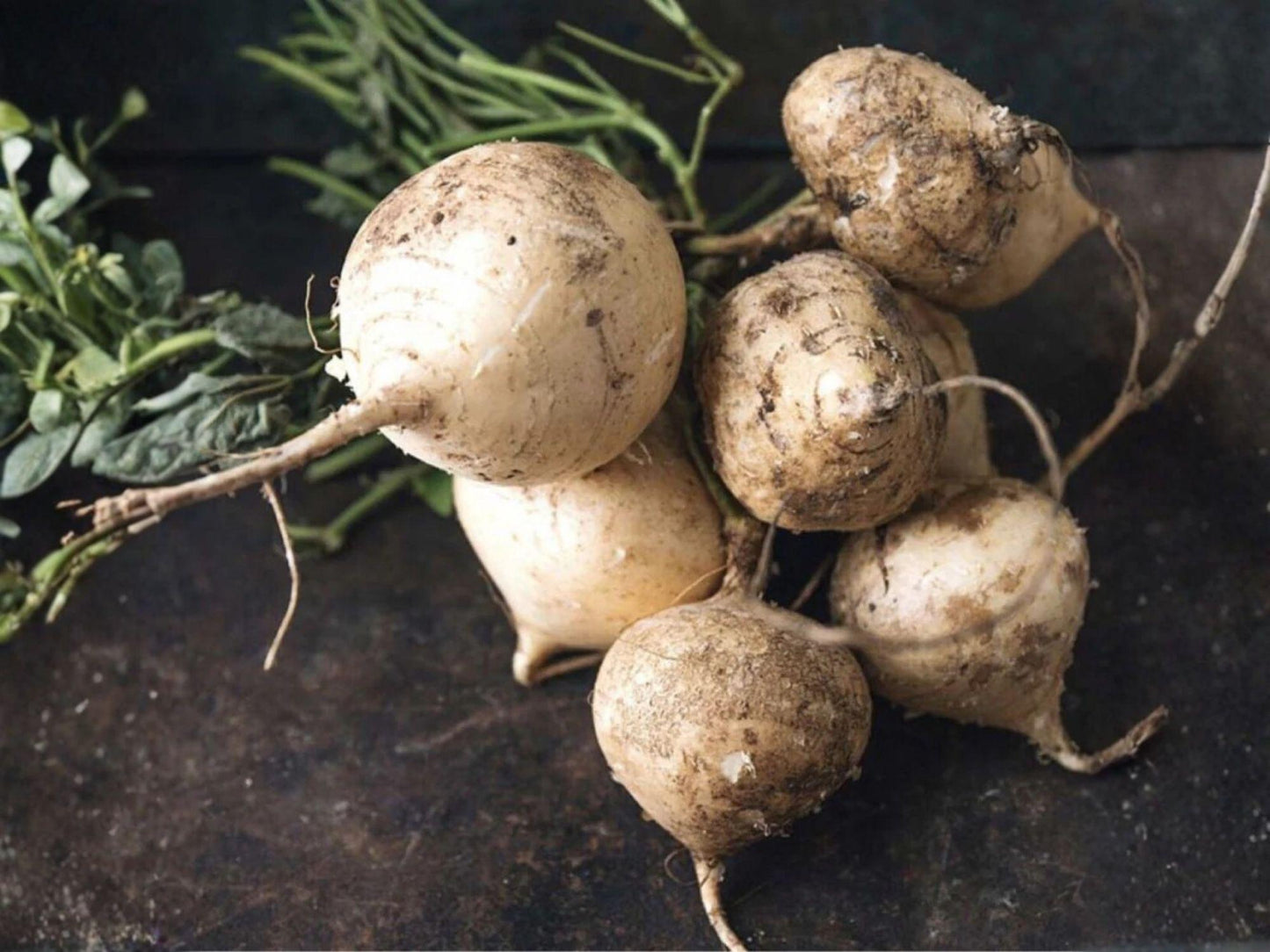 True Jicama Seeds – 10 Vegetable Seeds for Tropical Garden, Pachyrhizus erosus, Crisp Sweet Root, Edible Tubers