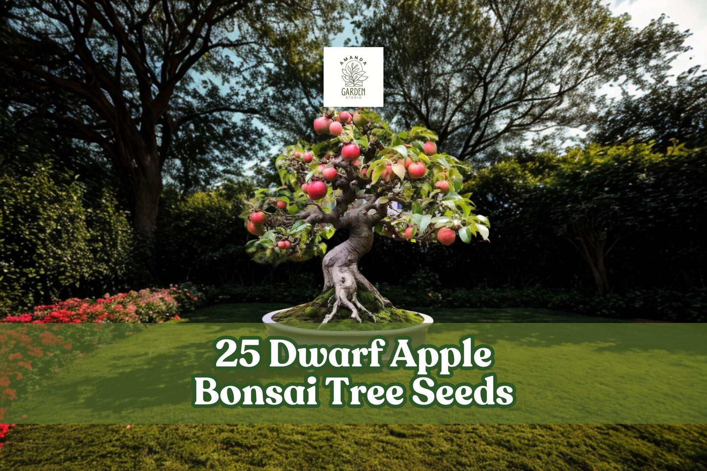 25 Dwarf Apple Tree Seeds for Bonsai Practice, Ornamental Indoor Growing, Malus domestica