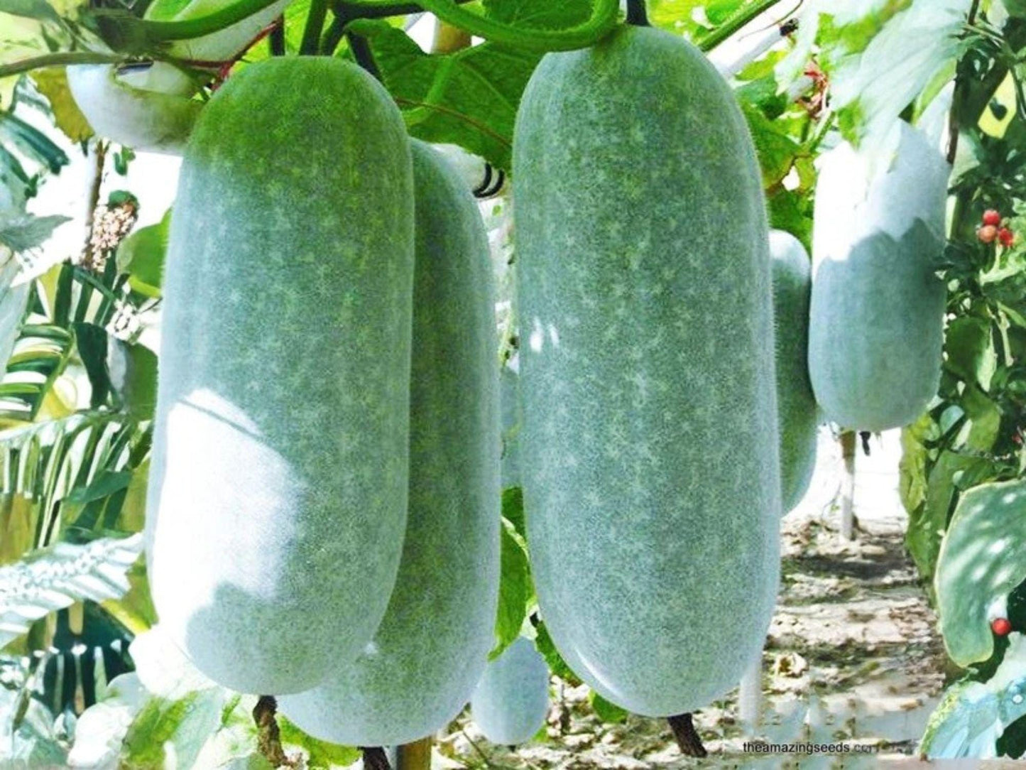 Wax Gourd Seeds | Winter Melon | Asian Cooking Vegetable | Benincasa hispida | 10 Seeds