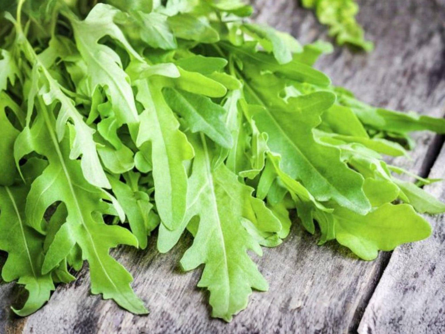 Arugula Seeds – 500 Herb Seeds, Fast-Growing Rocket Greens, Peppery Salad Flavor, Organic, Open-Pollinated