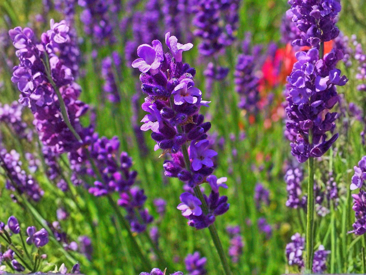 100 True English Lavender Seeds – Fragrant Vera Herb – Lavandula angustifolia for Aromatic Gardens, Dried Flowers & Pollinators
