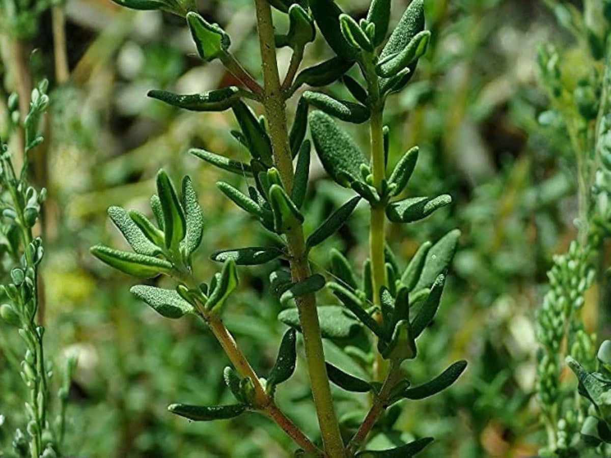 Thyme Herb Seeds - 300 Aromatic Culinary Seeds, Perennial Plant, Thymus vulgaris, Kitchen Herb, Drought Tolerant, Open-Pollinated