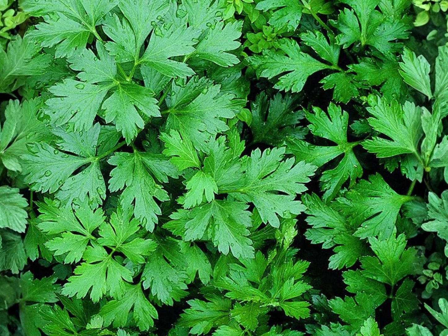 Italian Giant Parsley Seeds – 500 Flat Leaf Herb Seeds for Cooking, Garnishing, and Fresh Use