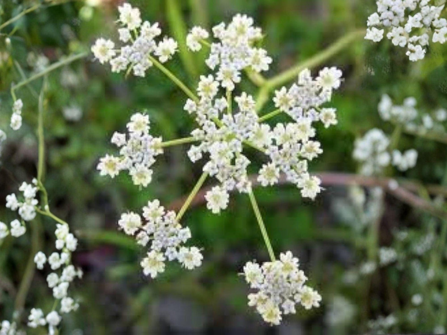 Caraway Seeds – 300 Open-Pollinated Culinary Herb Seeds – Aromatic Carum carvi for Baking, Cooking & Herbal Remedies
