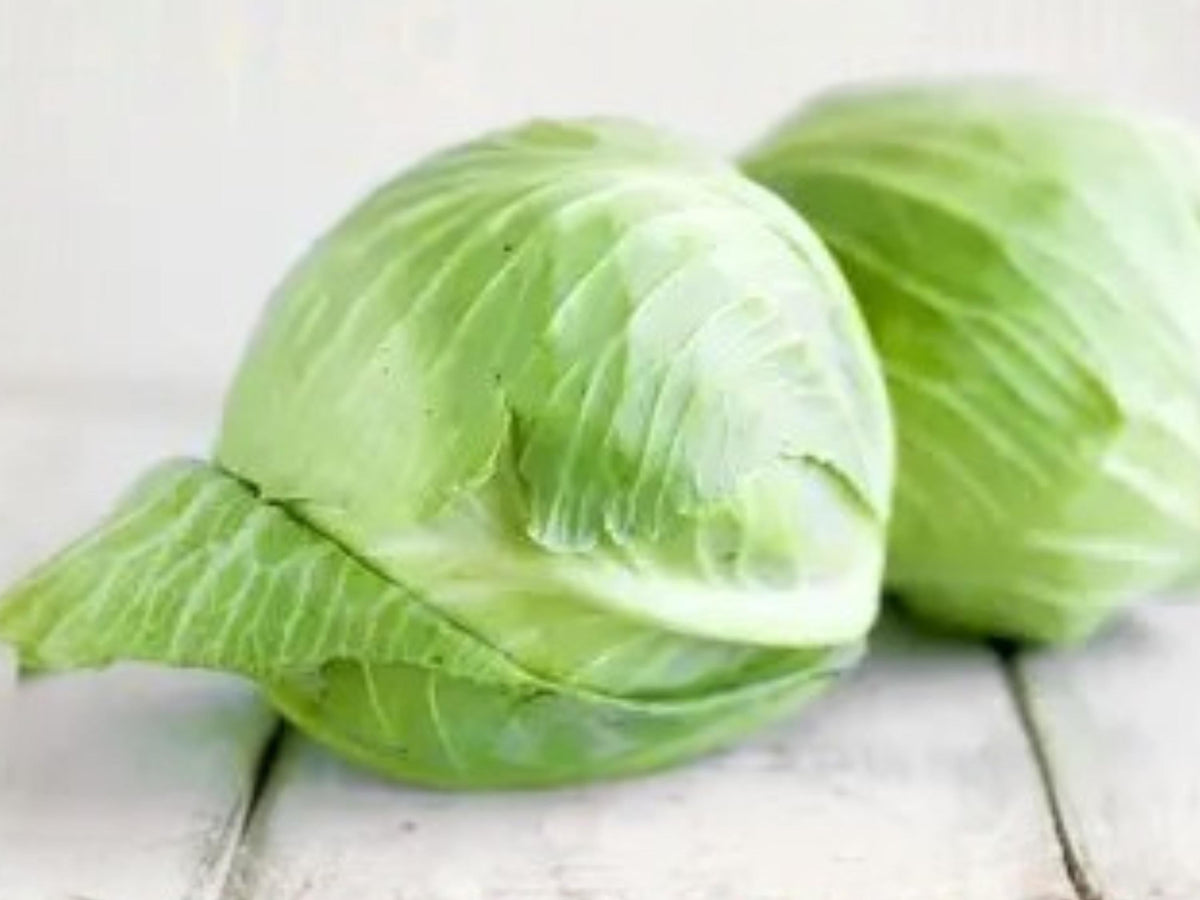 Golden Acre Cabbage Seeds | Early Heirloom Vegetable with Compact Green Heads | Cold Hardy Brassica oleracea