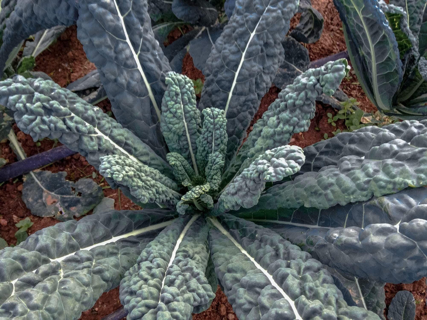 Lacinato Kale Seeds – 500 Heirloom Black Tuscan Dinosaur Kale, Cavolo Nero, Italian Green Vegetable Seeds