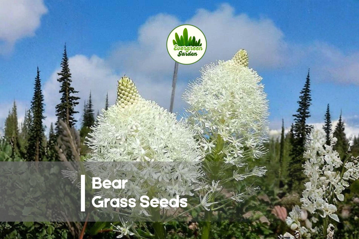 50 Bear Grass Seeds - Native Xerophyllum tenax Perennial with Grass-Like Foliage & Tall Flowering Stalks for Landscaping