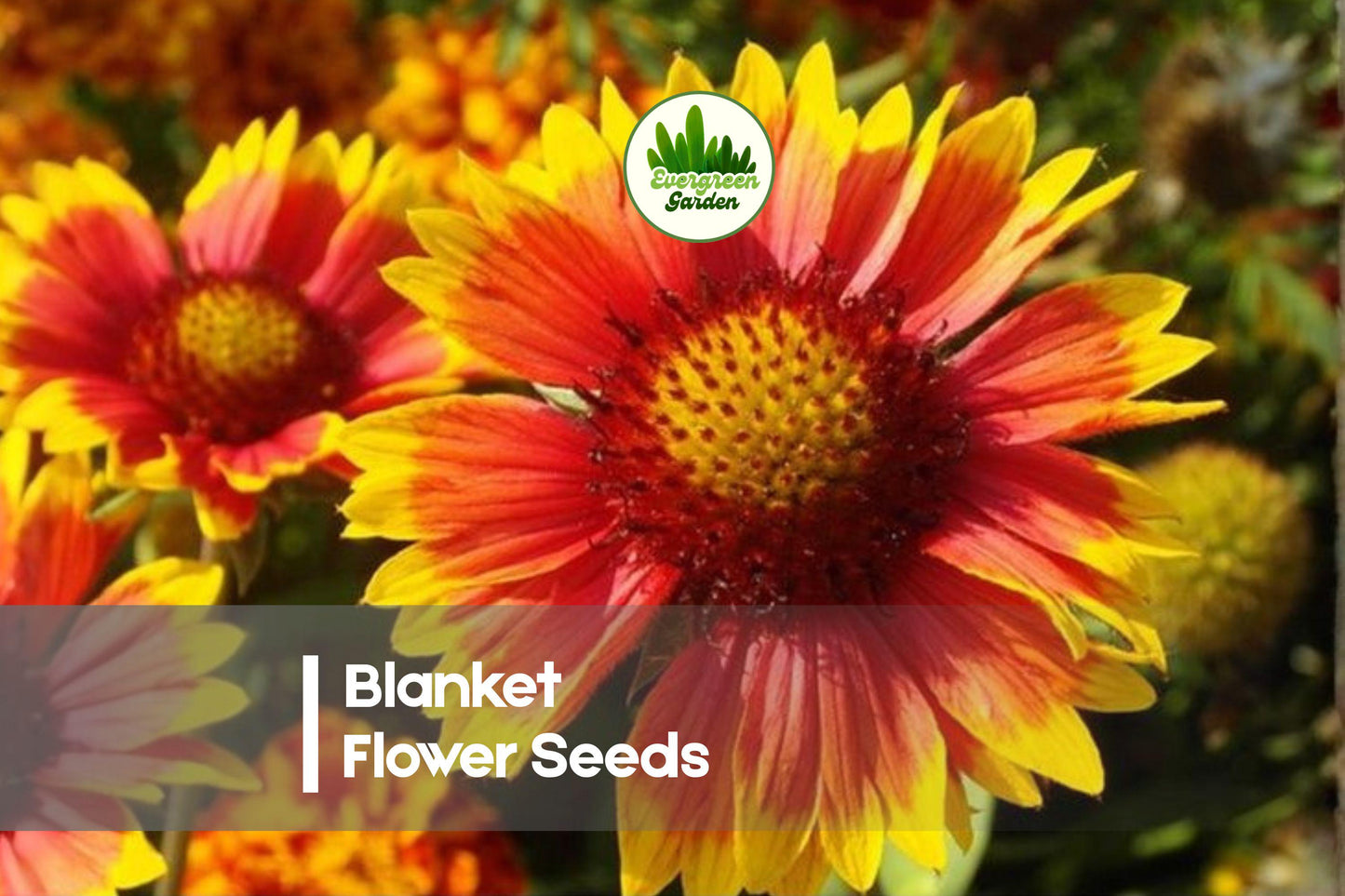 50 Blanket Flower Seeds Gaillardia pulchella Bright Multicolor Blooms for Gardens and Pollinator Gardens