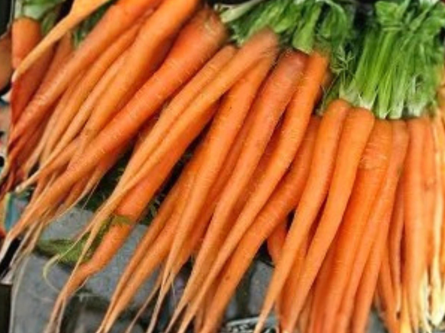 Heirloom Tendersweet Carrot Seeds – Long, Extra Sweet Flavor for Juicing & Fresh Eating – 500 Seeds