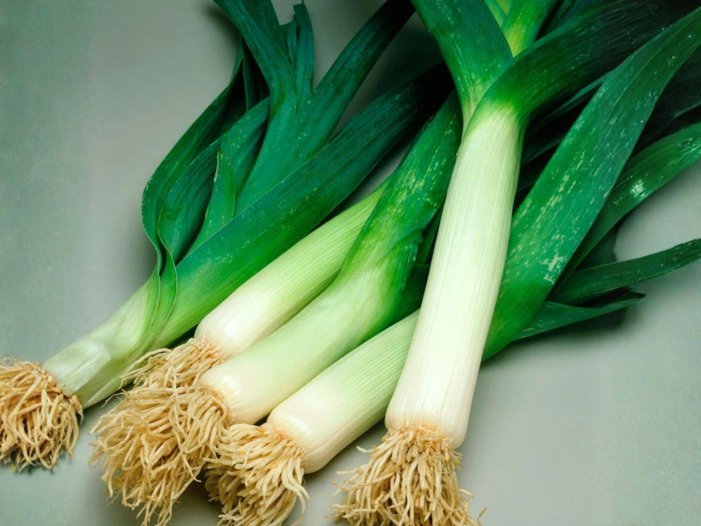 American Flag Leek Seeds – Heirloom Long White Stalks, Cold-Hardy Allium, Vegetable Seeds for Fall & Winter Gardening